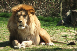 Chorzów Atrakcja Zoo Śląski Ogród Zoologiczny